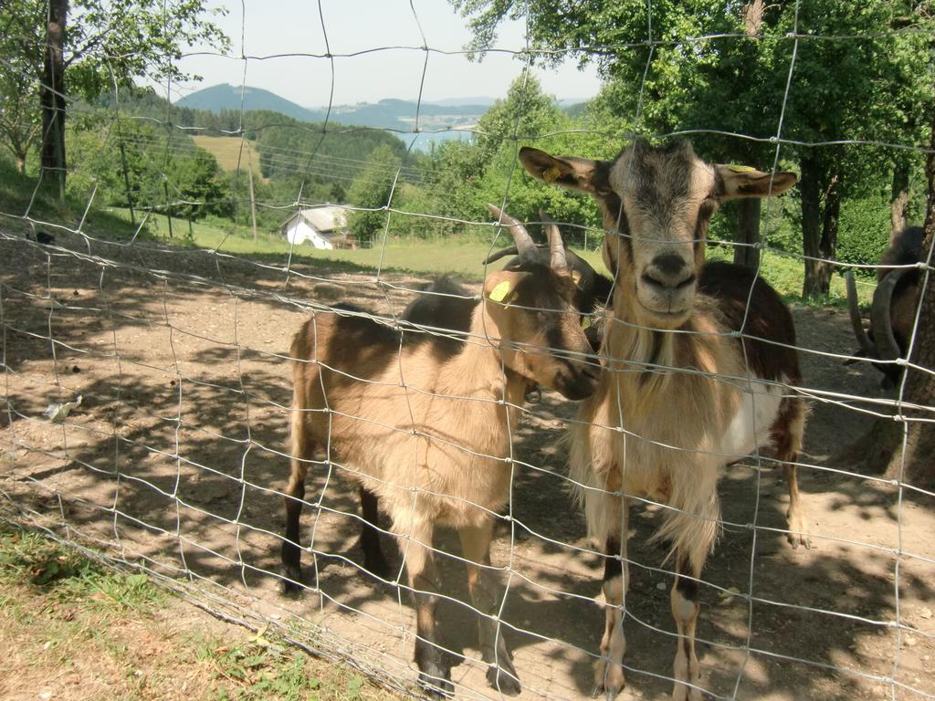 Ferienwohnungen Jodlbauerhof Weyregg Luaran gambar